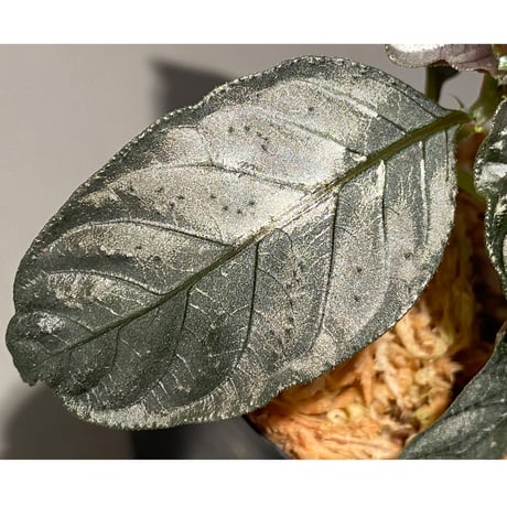 Ophiorriza sp. "鋼" from Aceh Selatan [HW0816-03]