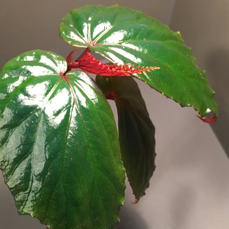 Begonia sp. from Temuyuk Kalimantan barat | M・R