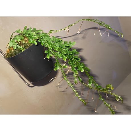 Selaginella sp. from Iquitos Peru [tanakay]