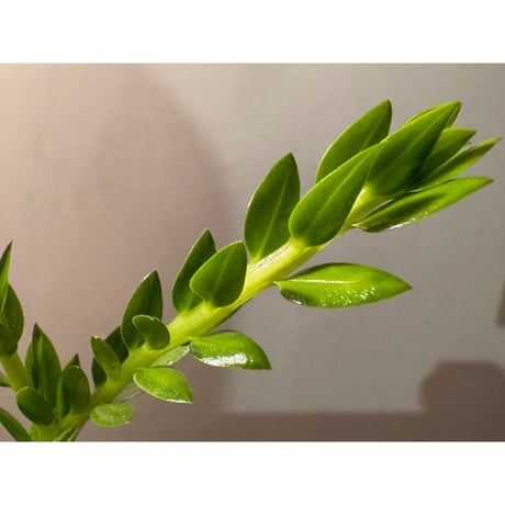 Phlegmariurus phlegmarioides Aimas, Sorong, West Papua 伊藤蟻植物農園