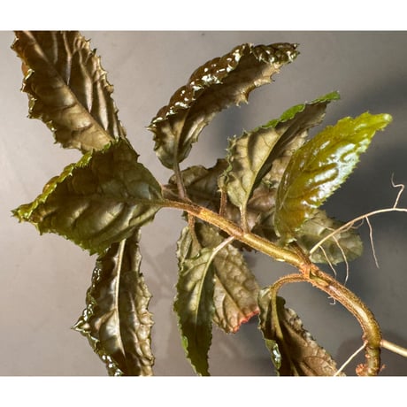 Ardisia sp. from Bengkulu [LA0315-1]