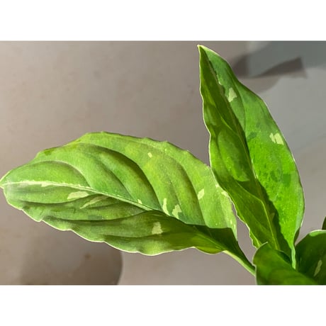 Aglaonema pictum GW1603 "五月雨" Padang sidempuan [TB]