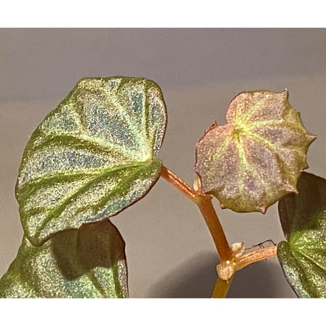 Begonia sp. from Sarawak