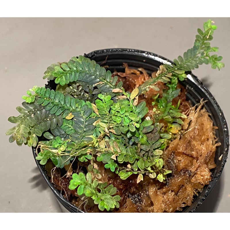 Selaginella picta | M・R・G・R