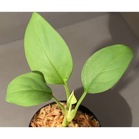 Homalomena sp . from Jerteh [TK090118-2]