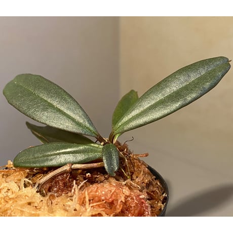 Medinilla sp. from Bukidnon 1.300m Mindanao Philippines