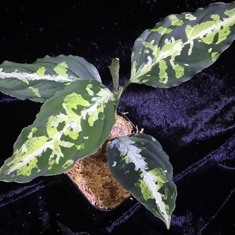 Aglaonema pictum multicolor from Sibolga Utara [HW0818-06i(2)]
