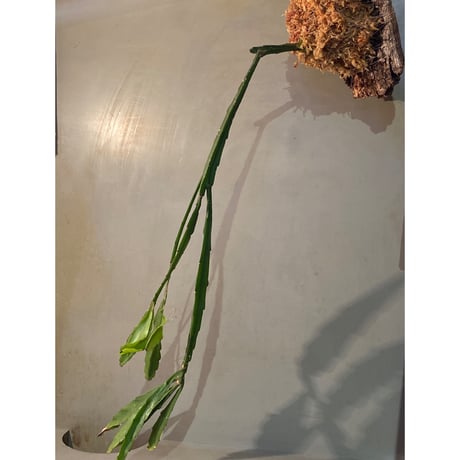 Rhipsalis elliptica from Southeast Brazil