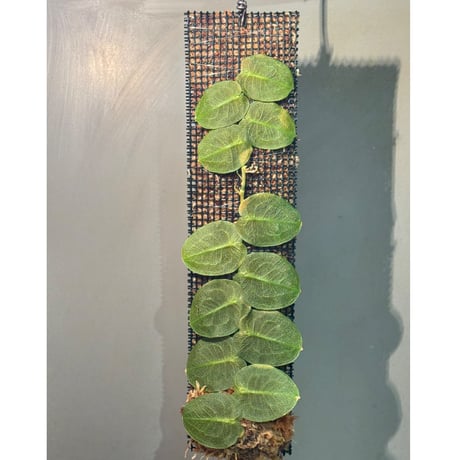 Pothos barberianus from Ngabang West Kalimantan