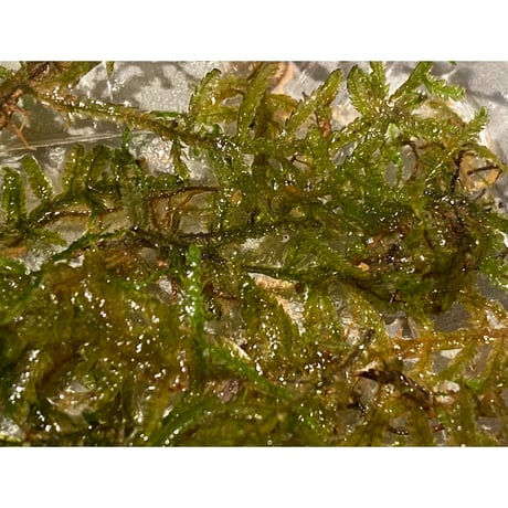 Moss from Myanmar