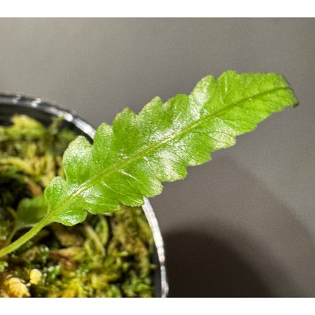 Thelypteris pinnatifida from Colombia [LA0316-03]