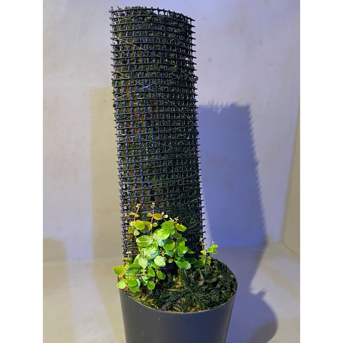 Ficus sp. from Aceh sumatera [LA0616-04] | M・R・G・R