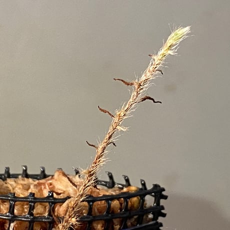Pyrrosia nummularifolia from Santa Fe Luzon Philippines [KSB]