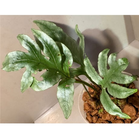 Colysis sp. from Son La Vietnam