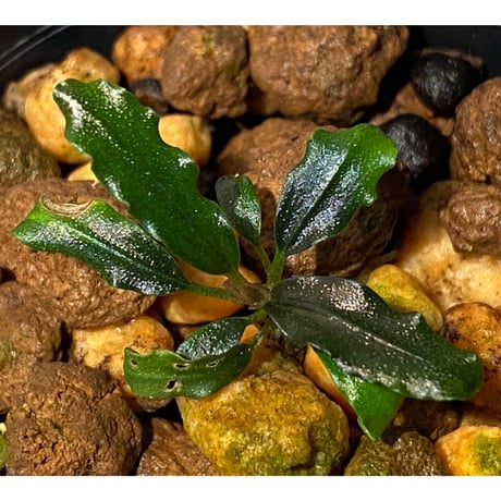 Bucephalandra sp. from "Mangat" [MF0417-2A] ②