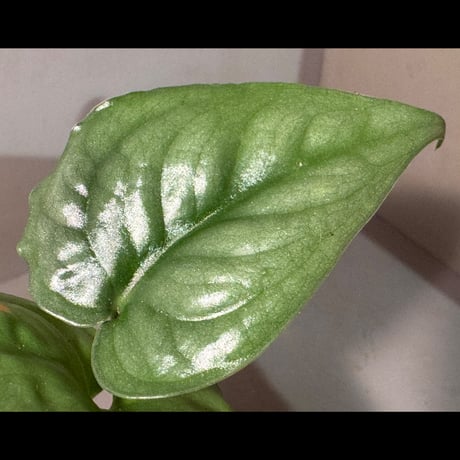 Scindapsus sp. from Pahang Malaysia