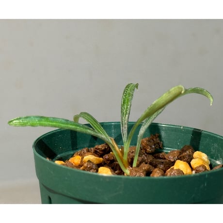 Burttianthus velutandrus "Bintulu" Sarawak [TB]