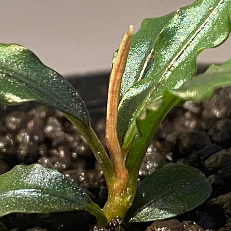 Bucephalandra sp. "MEDUSA"