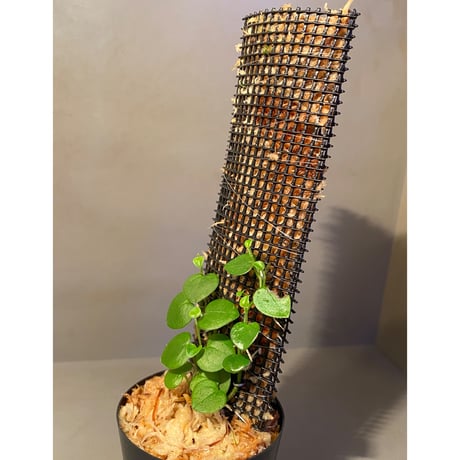 Peperomia sp. from Iquitos Peru [tanakay]