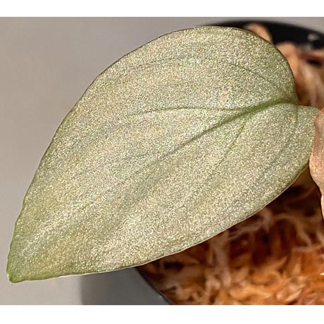 Homalomena sp. "Shirogane" SRP from Pulau Lingga[HW1017-XX]