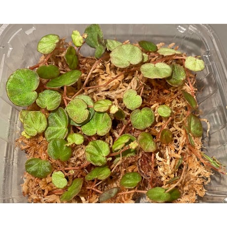 Begonia lichenora (sp.Mini) from Kalimantan Sarawak border [LA]