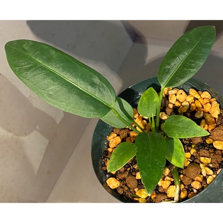 Anthurium sp. "MORONA"
