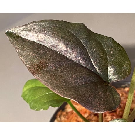 Syngonium sp. from Choco Colombia [tanakay]