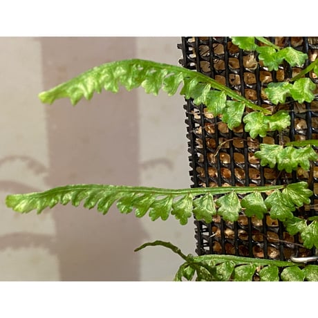 Teratophyllum aculeatum from Nanga pinoh [TB]