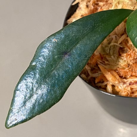 Microsorium steerei