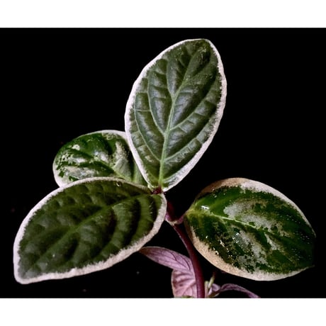 Cosmianthemum bullatum [LA0515-02]