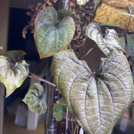 Dioscorea dodecaneura (discolor) from Ecuador