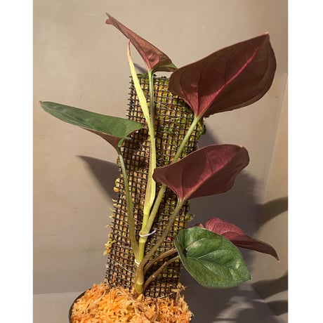 Syngonium sp. from Choco Colombia [tanakay]