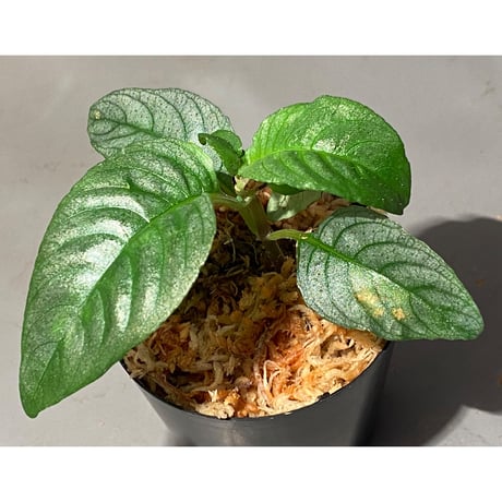 Ophiorrhiza? sp. "Kab. Sanggau" Kal barat [TB]