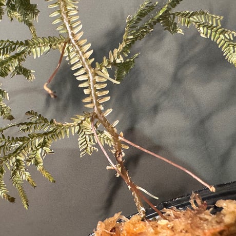 Selaginella sp. from Landak West Kalimantan