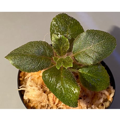 Unknown from Iquitos Peru [tanakay]