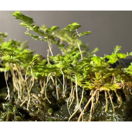 Selaginella sp. from Prachuap Khiri Khan Thailand