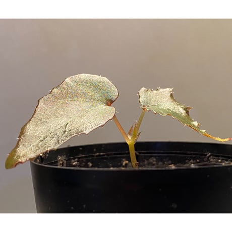 Begonia cf. laruei from Aceh sumatera [LA0216-02]