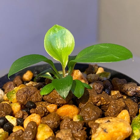 Homalomena sp. "Aceh selatan" Aceh Sumatra [TB]