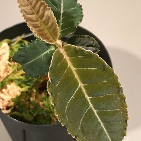 Labisia sp. (黒紫) from  Riau Sumatera