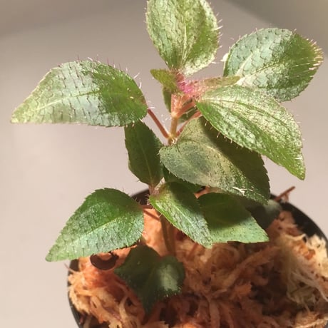 Sonerila sp. from Madagui villege Lam Dong Province. South Vietnam