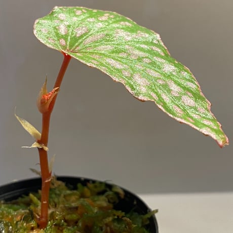 Begonia sp. from Tawau [TK071116-2]