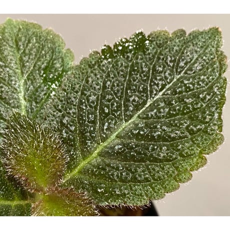 Cyrtandra sp. from Sabah [R0515-01a]