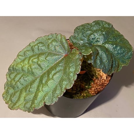 Begonia sp. from Tuyen Quang [YH1117] TK