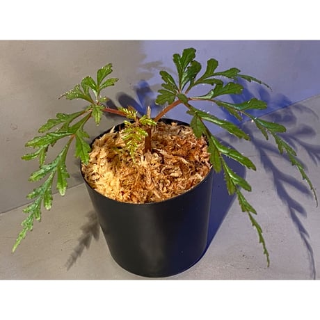 Begonia polilloensis