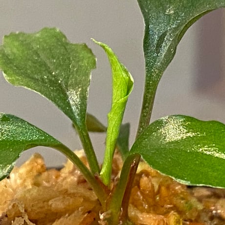 Homalomena 'Rec1-29' K0718-f1 [KZT]