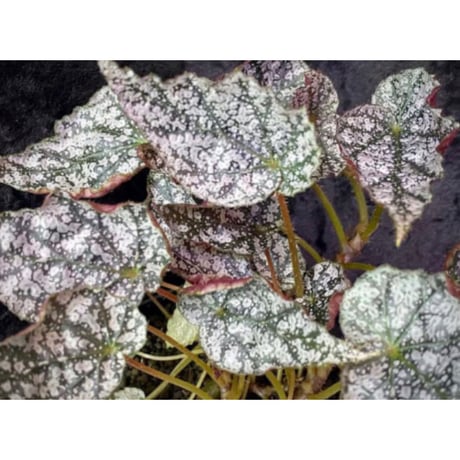 Begonia formosana from Taiwan