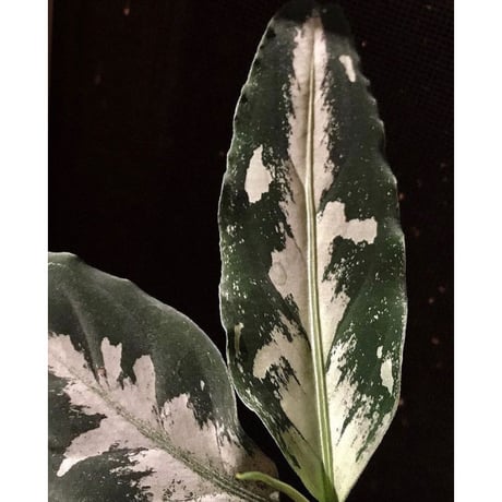 Aglaonema pictum A しるば〜らいん from Aceh sumatera [LA0217-04]