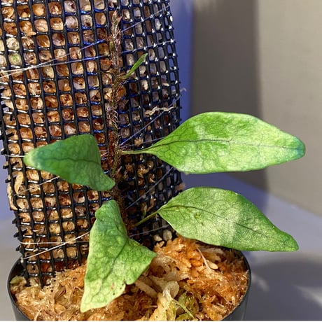 Microsorum sp. "Timika" Papua [TB]