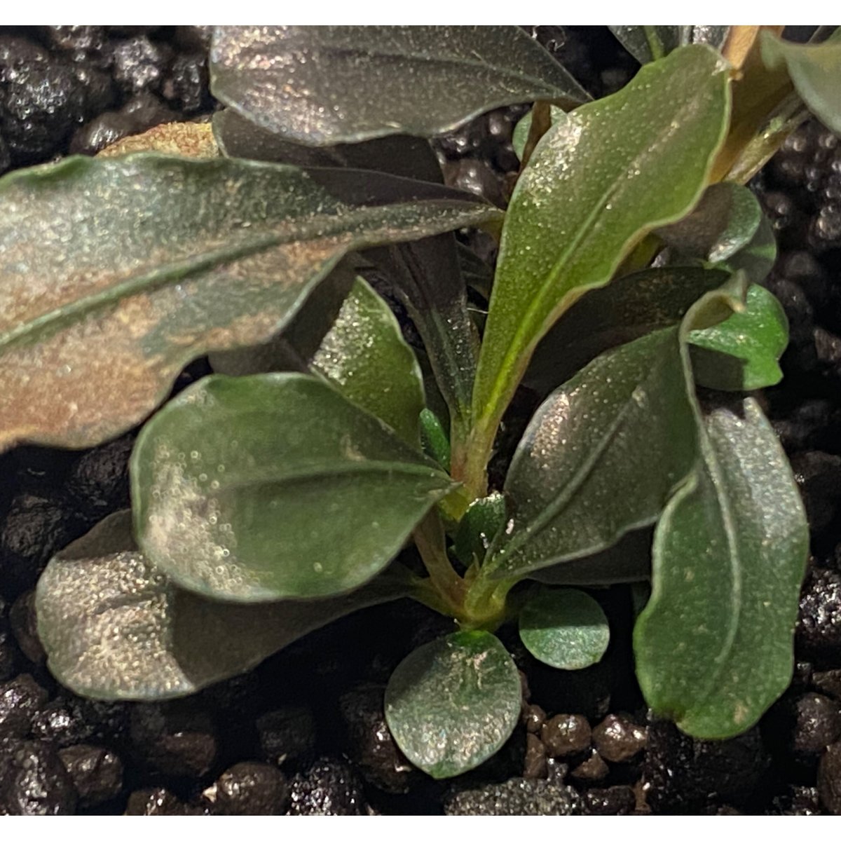 Bucephalandra sp. Rose Marry 6 株 Bucephalandra sp. Rose Marry 6 株