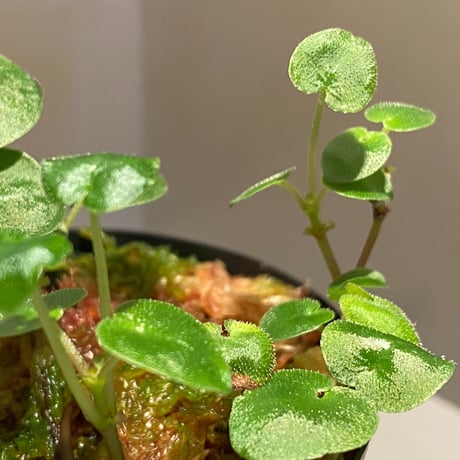 Geophila repens from Iquitos Peru [tanakay]